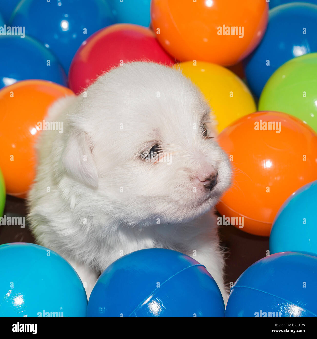 Tres semanas de edad Cachorro COTON