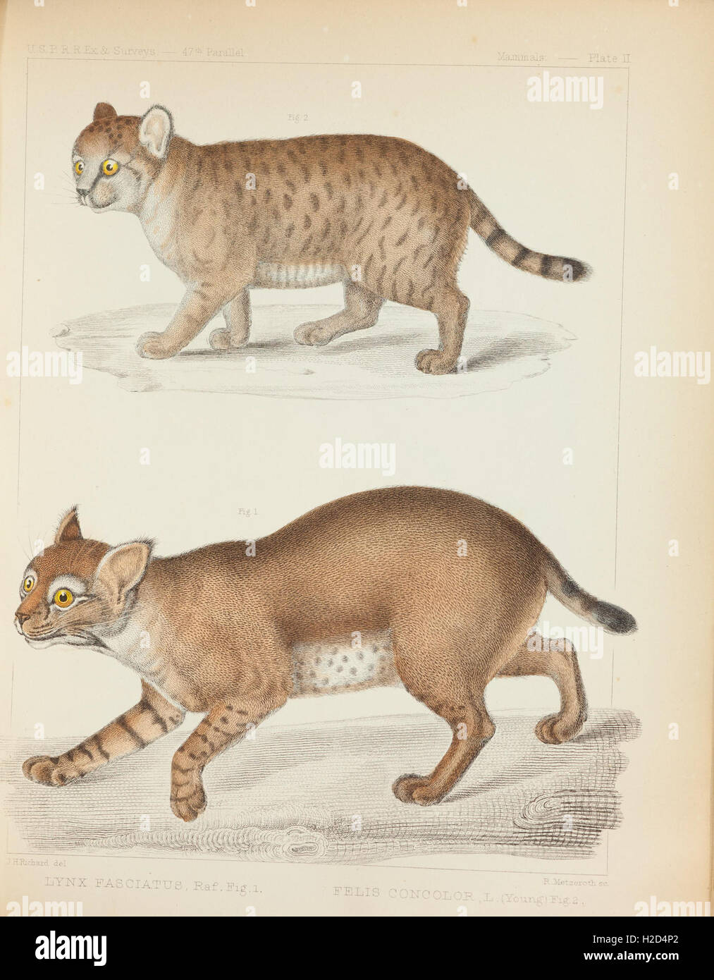 Los mamíferos de América del Norte; la descripción de especies