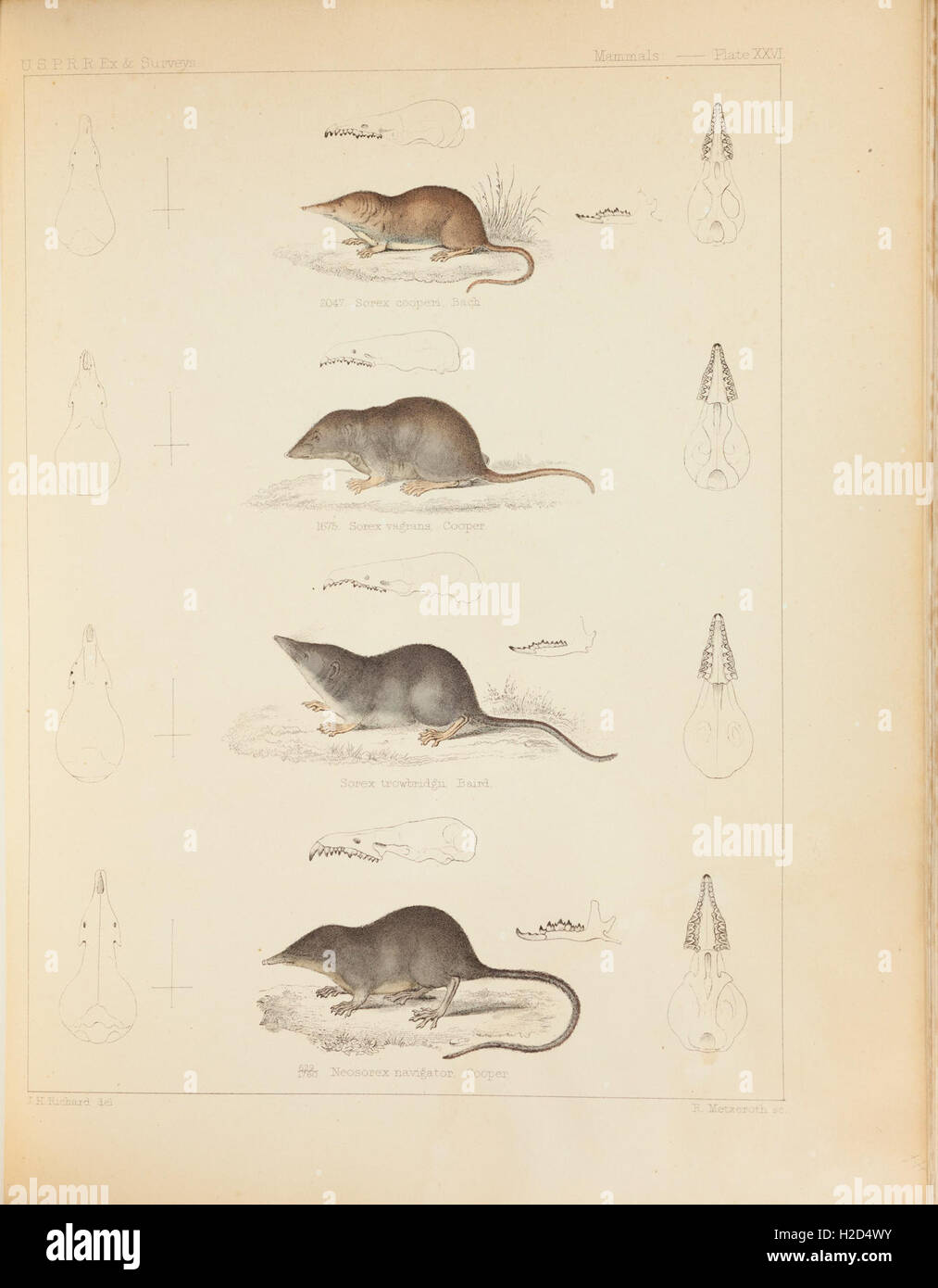 Los mamíferos de América del Norte; la descripción de especies