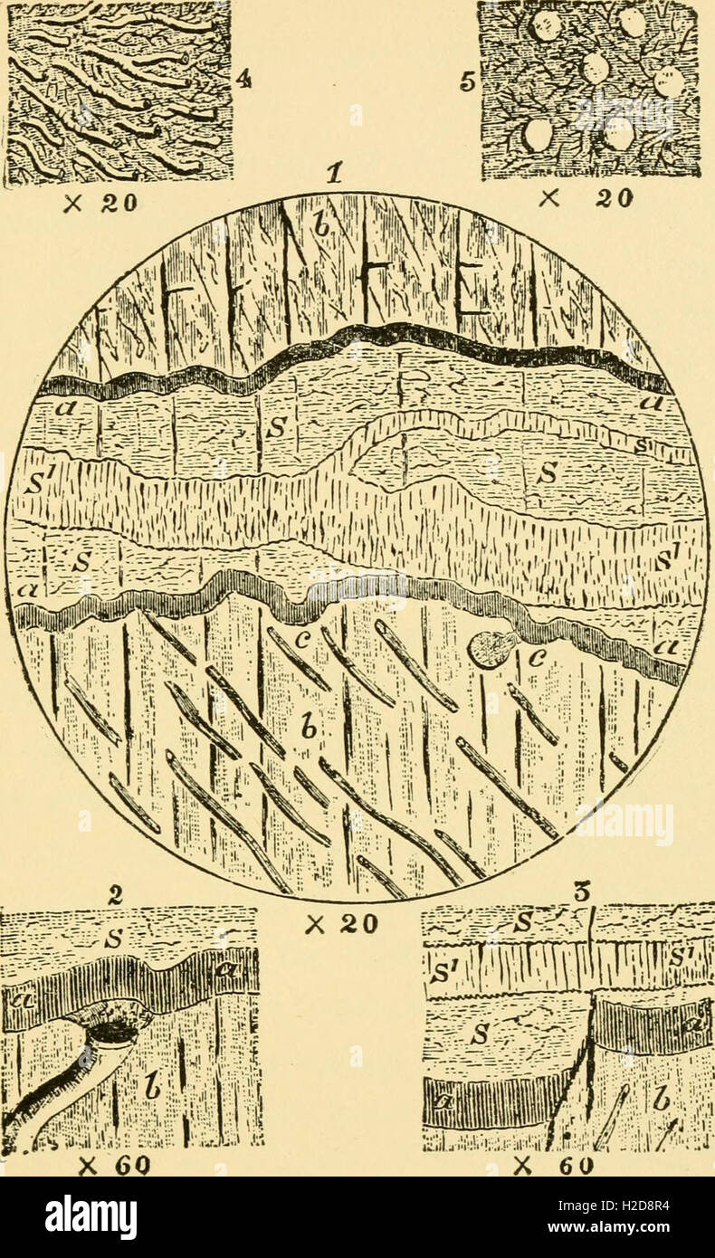 Reliquias de vida primitivo, el comienzo de la vida en el amanecer del tiempo geológico (1897) (1 Foto de stock