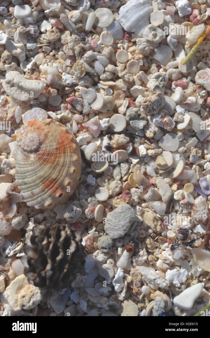 Conchas rotas en la arena de día soleado Foto de stock