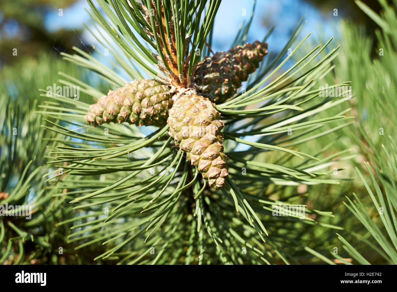 Pino silvestre (Pinus sylvestris) árbol con piñas, Reino Unido Fotografía  de stock - Alamy