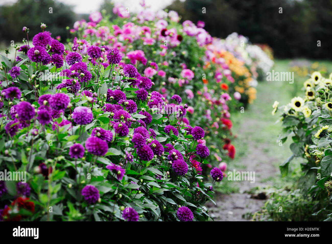 Las plantas con flores de verano en un vivero de flores orgánicas. Dalias en deep purple y color rosa. Foto de stock