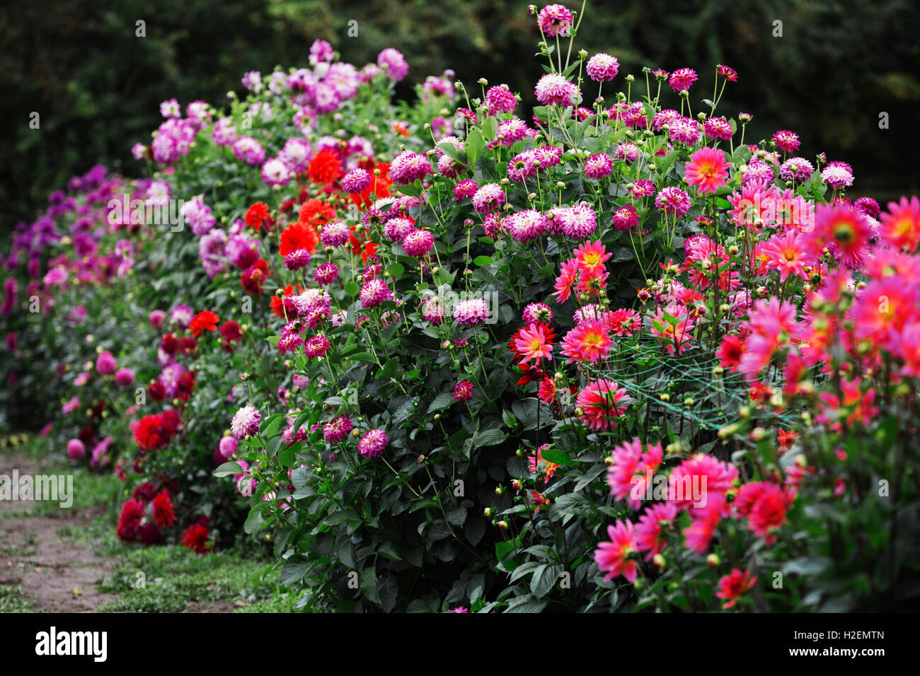 Las plantas con flores de verano en un vivero de flores orgánicas. Crysanthemums en colores vivos. Foto de stock