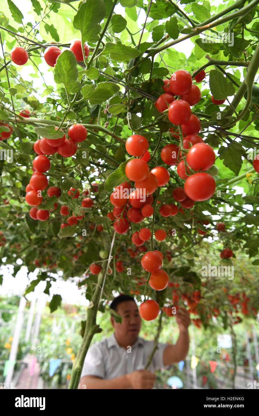 Urumqi, China, Región Autónoma de Xinjiang Uygur. El 31 de julio, 2016. Un agricultor comprueba el crecimiento de tomates en una base de demostración de agricultura en Tacheng, en el noroeste de China la Región Autónoma de Xinjiang Uygur, 31 de julio de 2016. Situado en la frontera entre China y Kazajstán, la Bakti puerto comercial tiene una historia de 200 años. Las frutas y hortalizas procedentes de China pueden ser exportados al extranjero en un plazo menor como canal verde para los productos agrícolas fue inaugurada en el puerto Bakti en diciembre de 2013. © Zhu Xiang/Xinhua/Alamy Live News Foto de stock