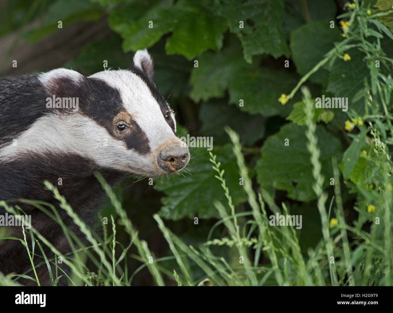 Tejón euroasiático Meles meles Kent Julio Foto de stock