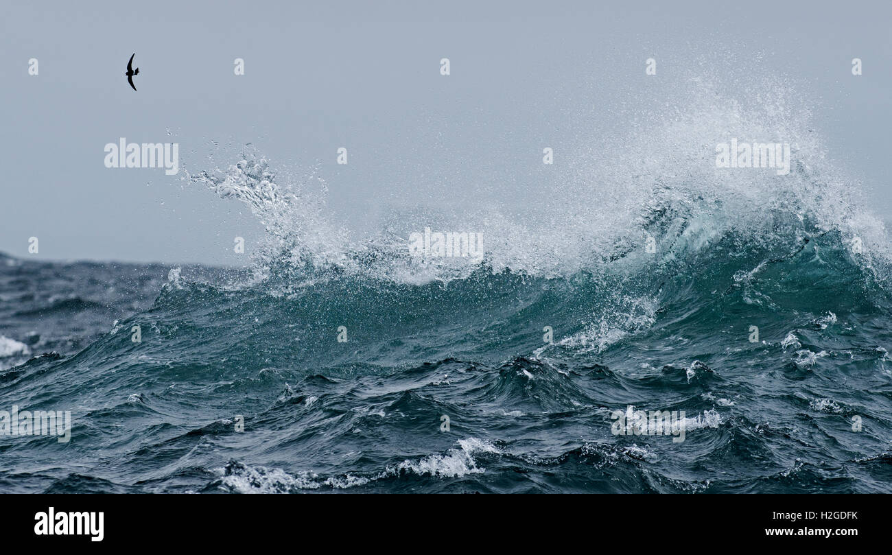 Wilsons Petrel sobre aguas turbulentas del Océano Sur fuera de la Antártida Foto de stock