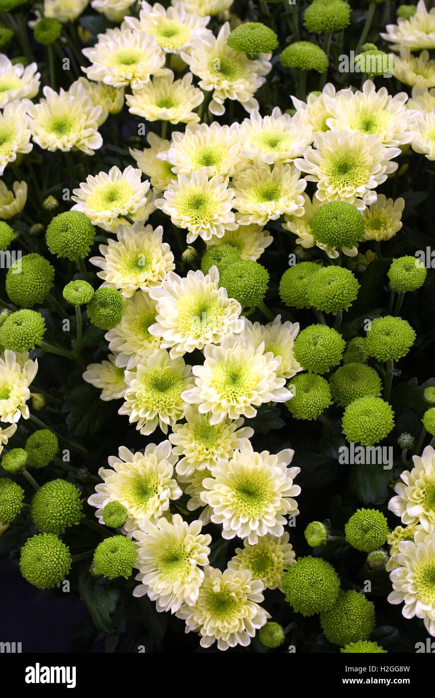 Sentimiento de crisantemo verde y crema de Swan en la pantalla. Foto de stock