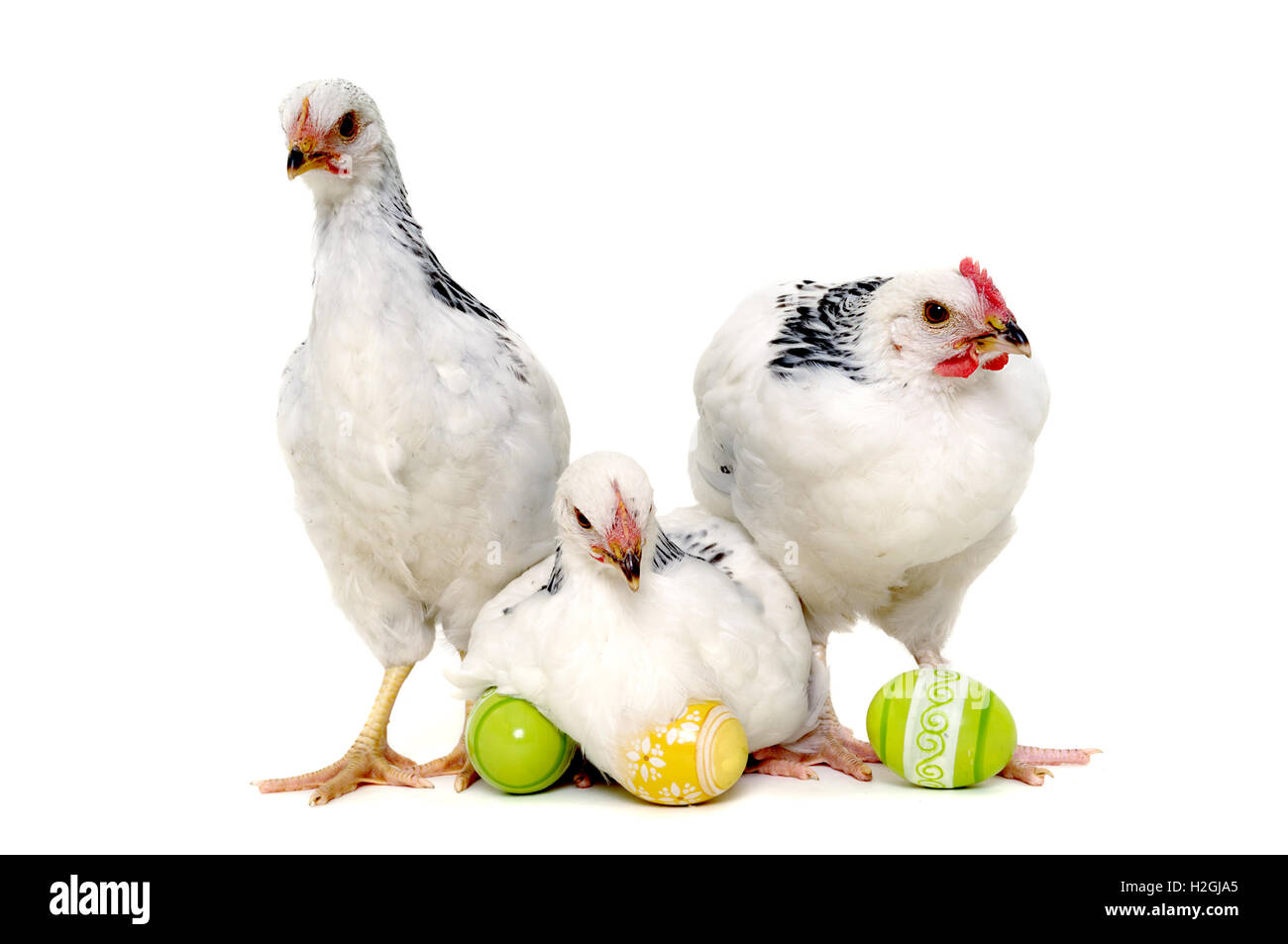 Pollos y huevos de Pascua Foto de stock
