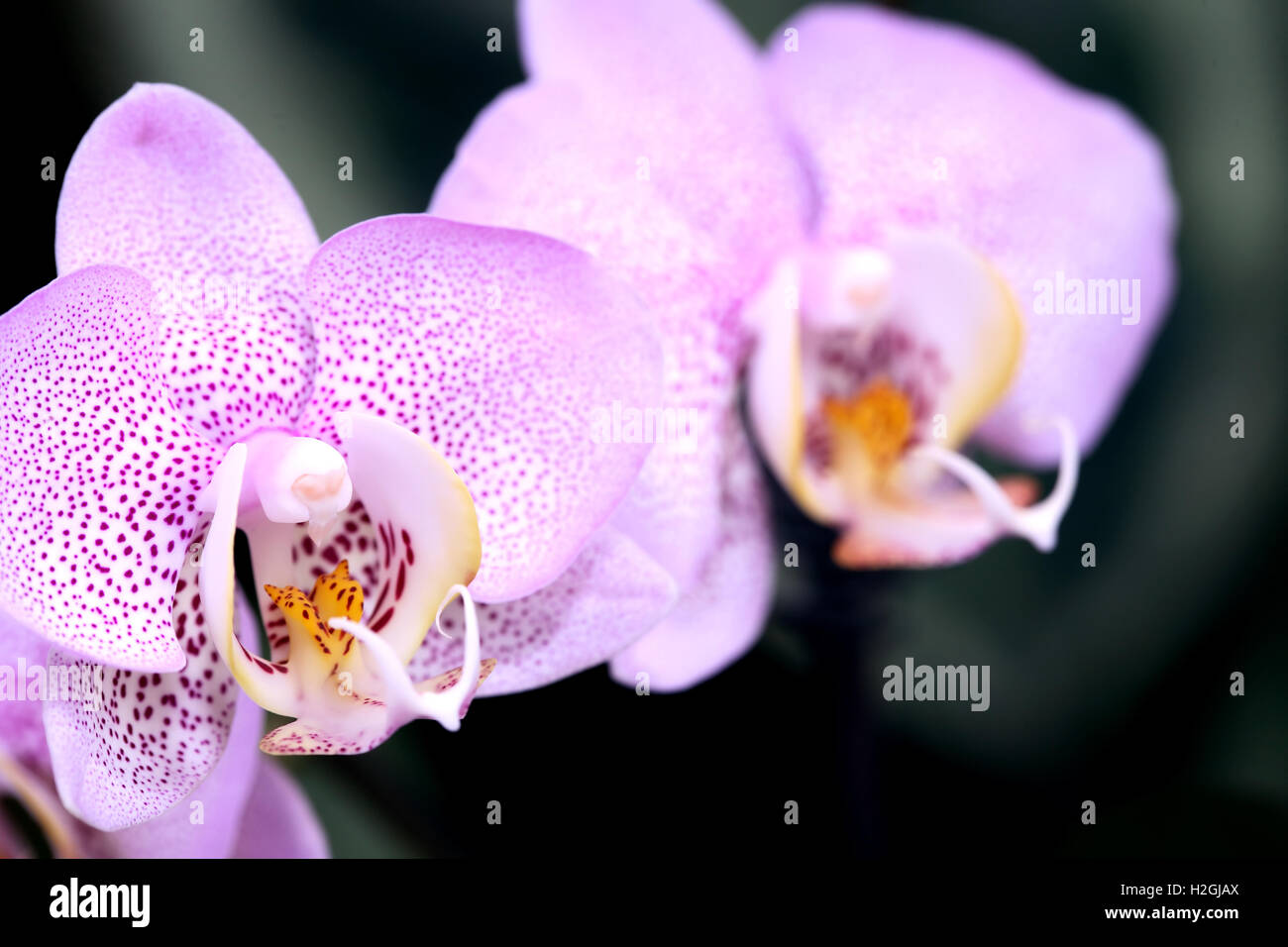 Orquídea rosa Foto de stock