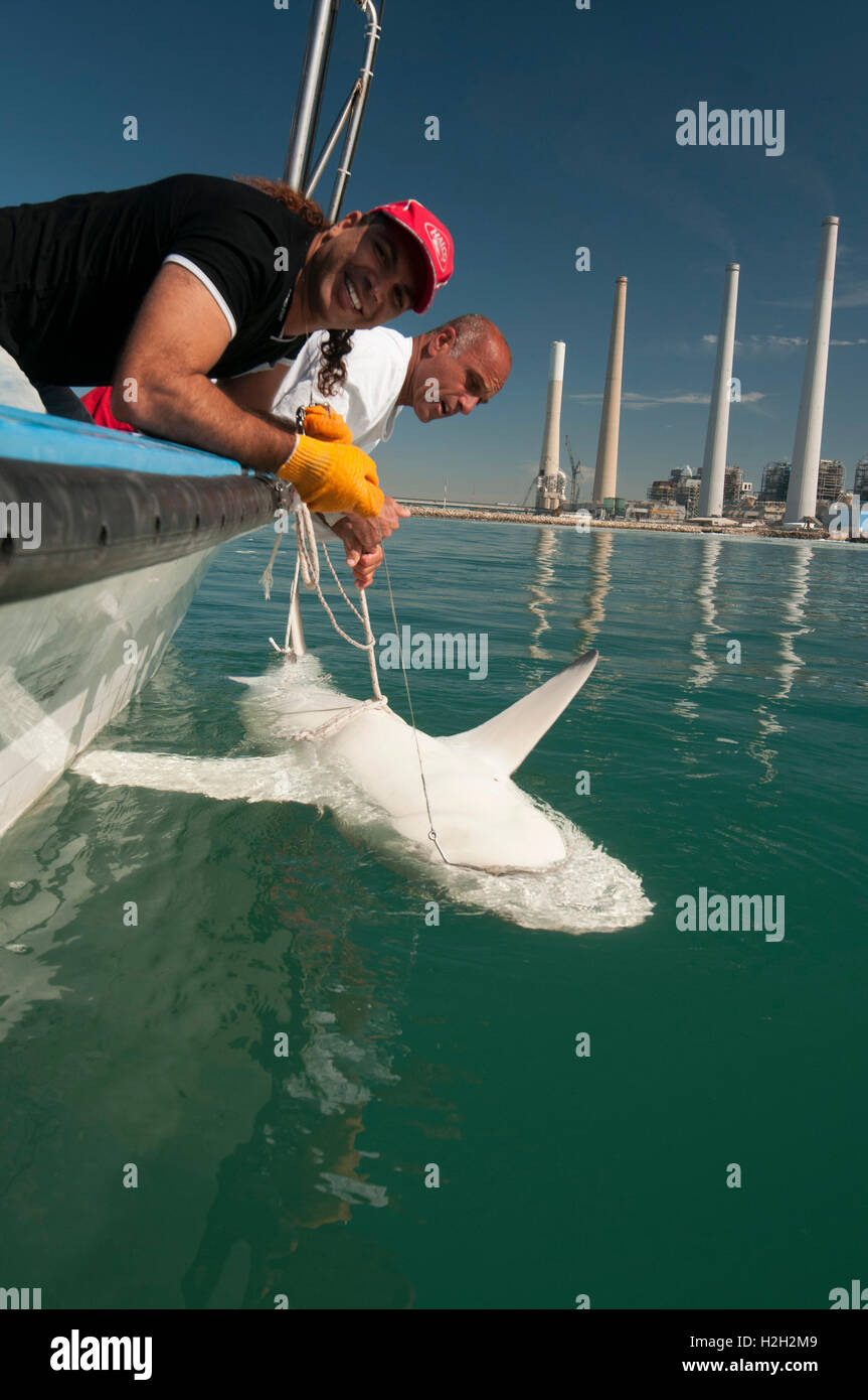 Los investigadores están identificando un tiburón trozo (Carcharhinus plumbeus) en el mar Mediterráneo. En los últimos años, este tipo de tiburón se ha convertido en Foto de stock