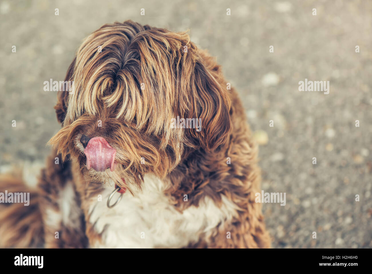 Lhasa Apso perro hembra antiguo retrato exterior Foto de stock