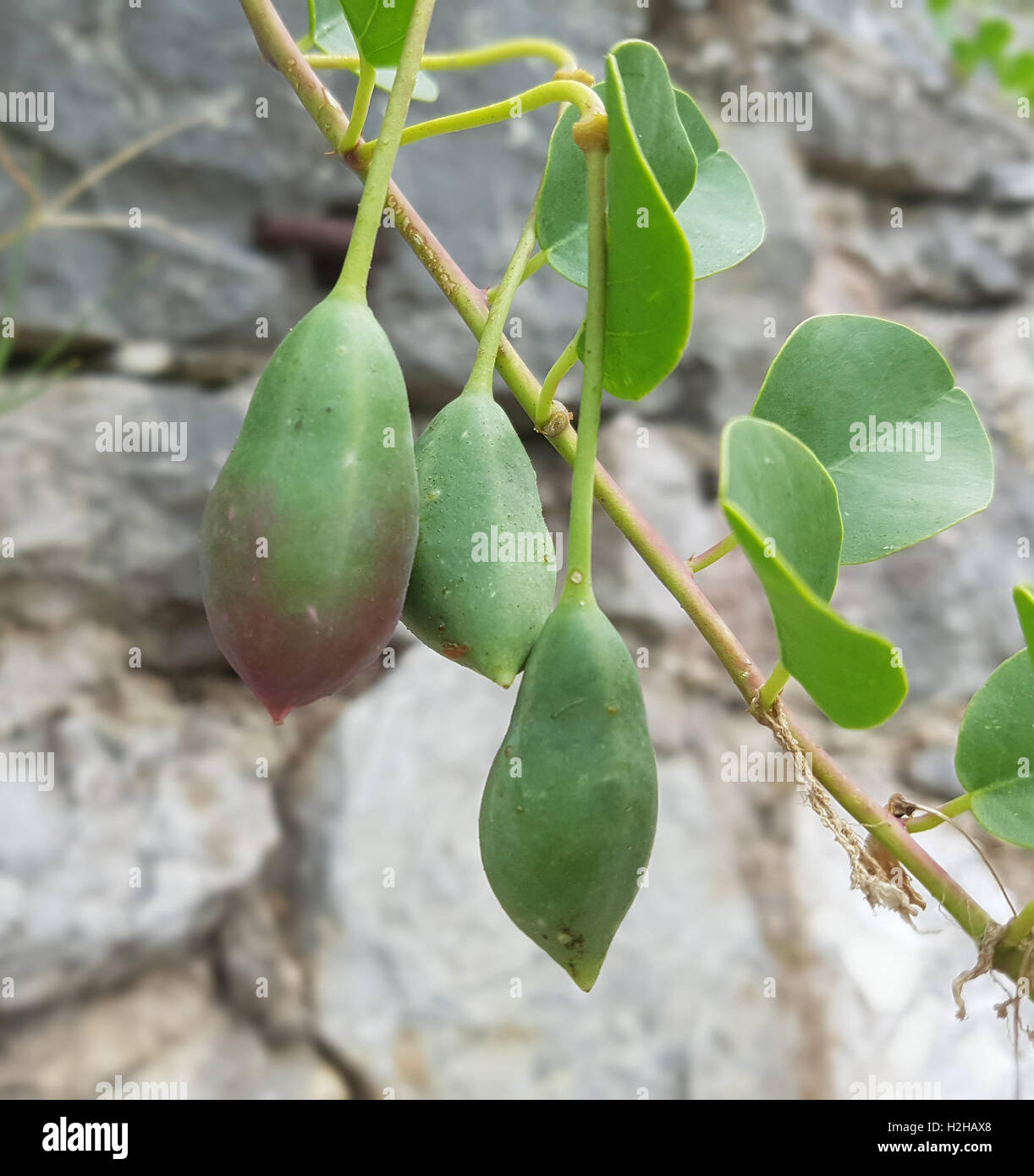 Kapernstrauch Kapernfrucht;;; Capparis spinosa Foto de stock
