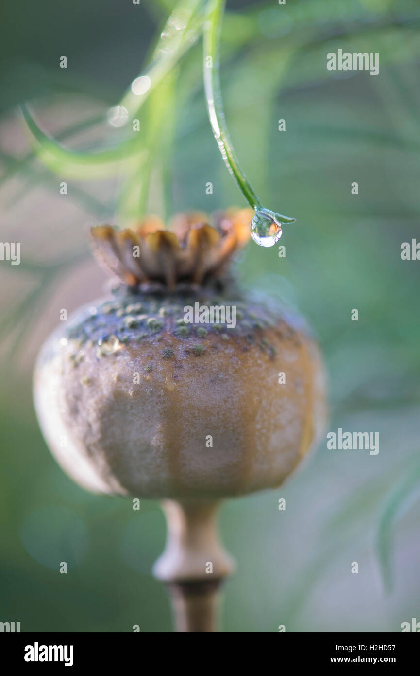 Gota de rocío sobre la hoja de la planta en frente de una semilla de amapola pod en otoño el enfoque selectivo. Foto de stock