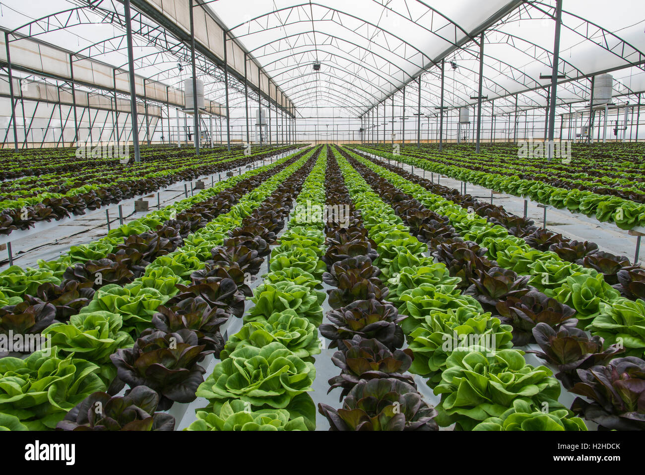 Cultivos hidropónicos de lechuga Fotografía de stock - Alamy