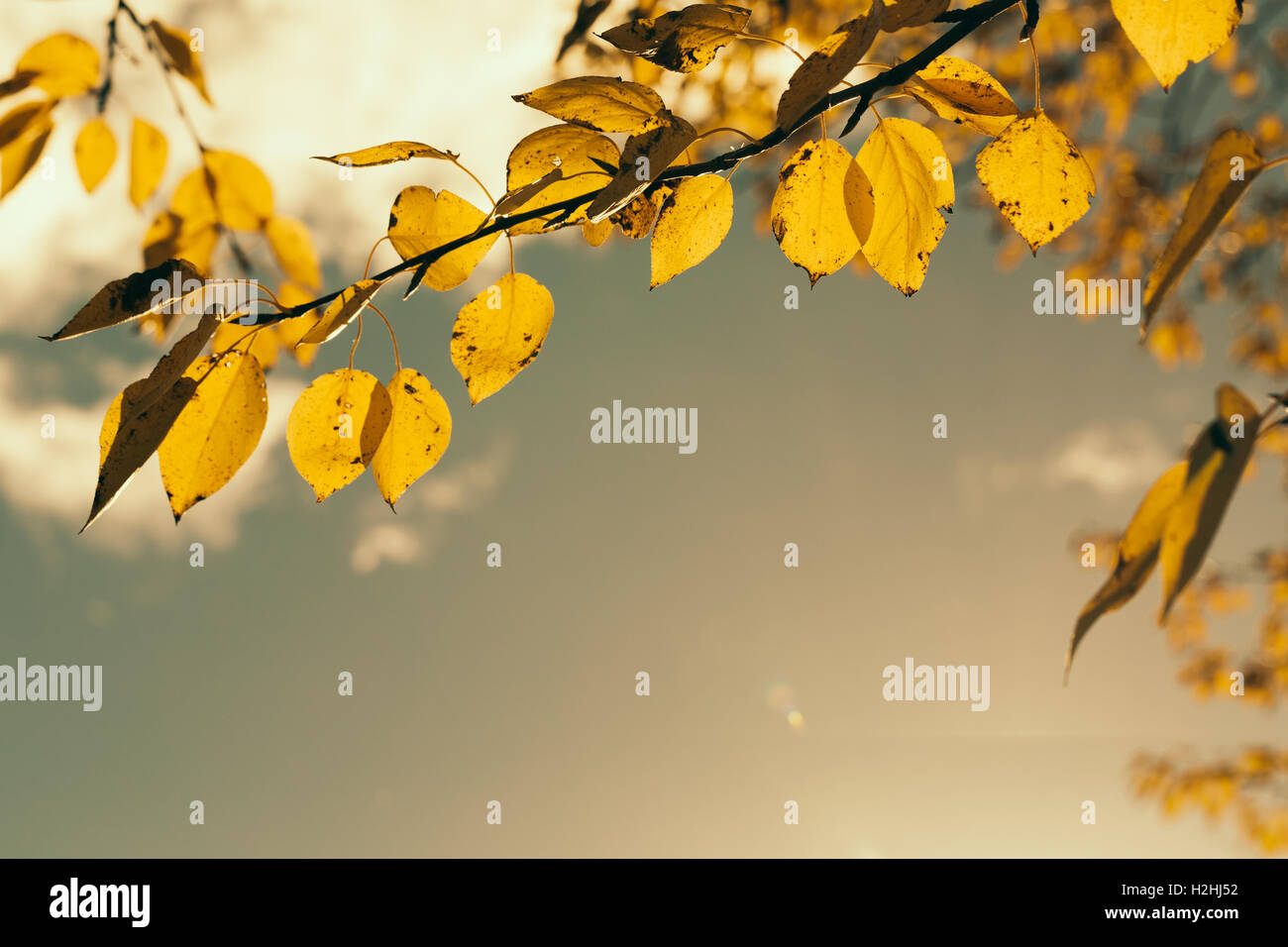 Hojas de otoño contra el cielo azul Foto de stock