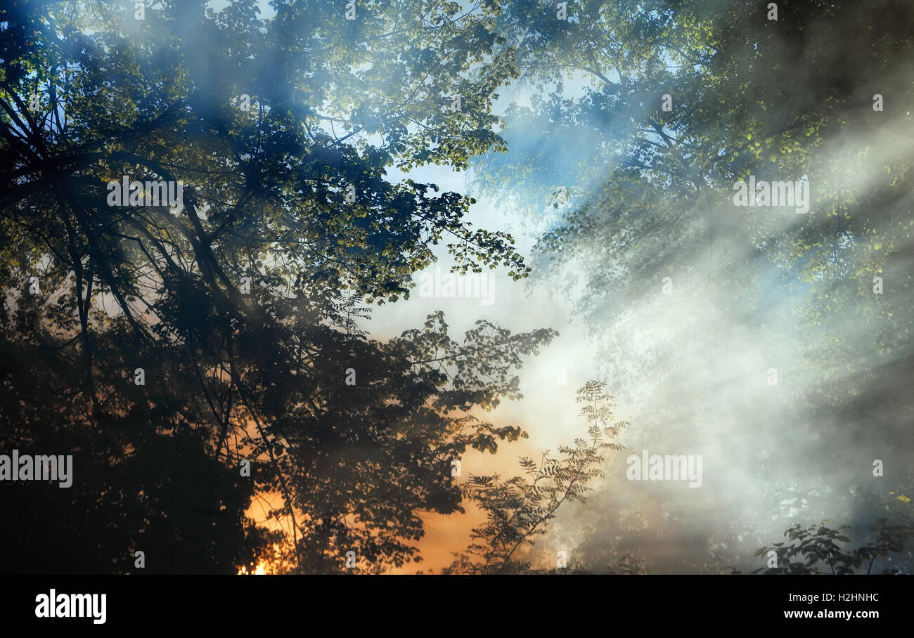 El humo de un incendio forestal se eleva a través de los árboles. La luz del sol se filtra a través de la neblina. Foto de stock