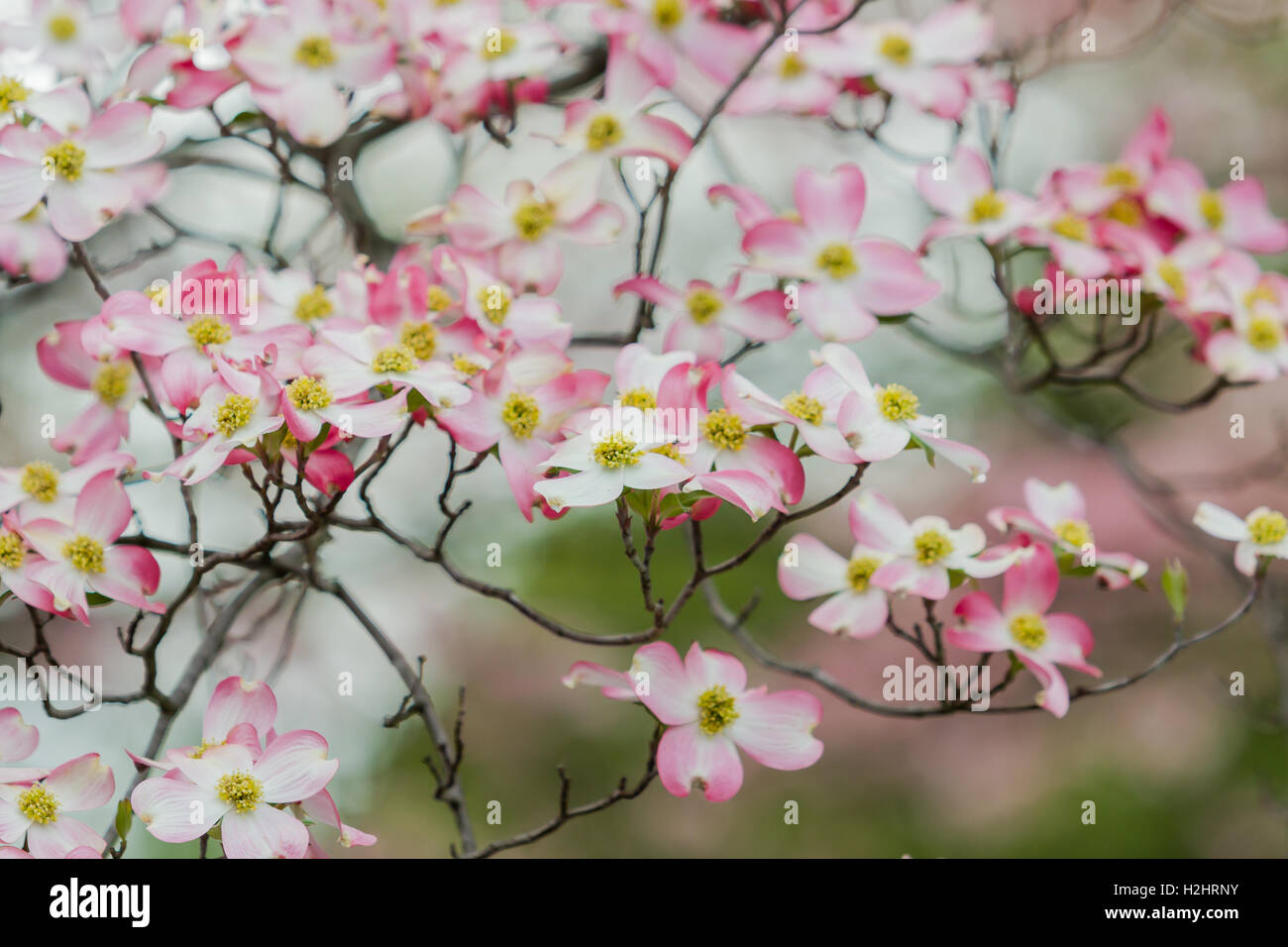 Los Cerezos en Flor de Cerezo japonés Foto de stock