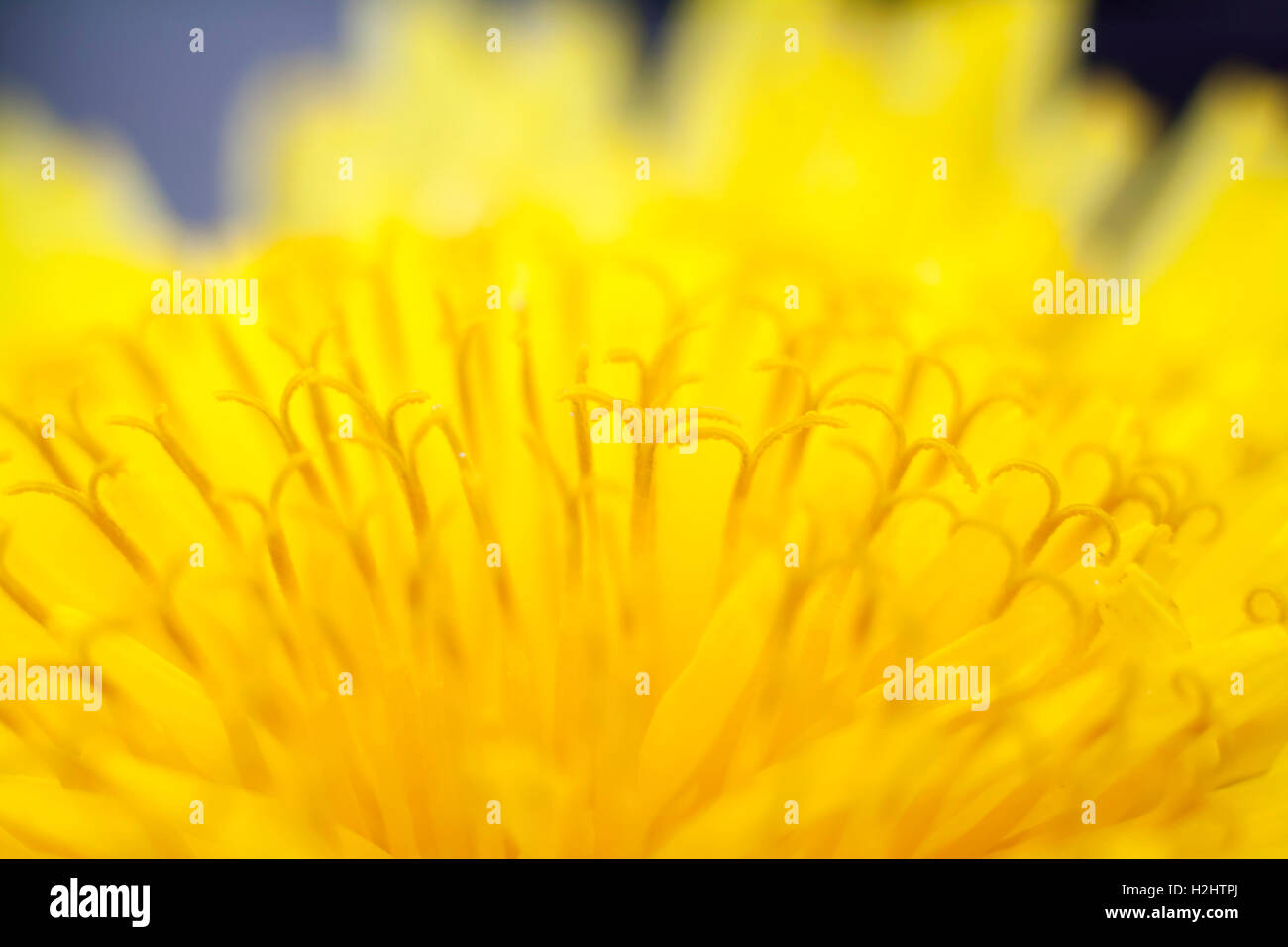 Amarillo flor diente de león extreme closeup Foto de stock