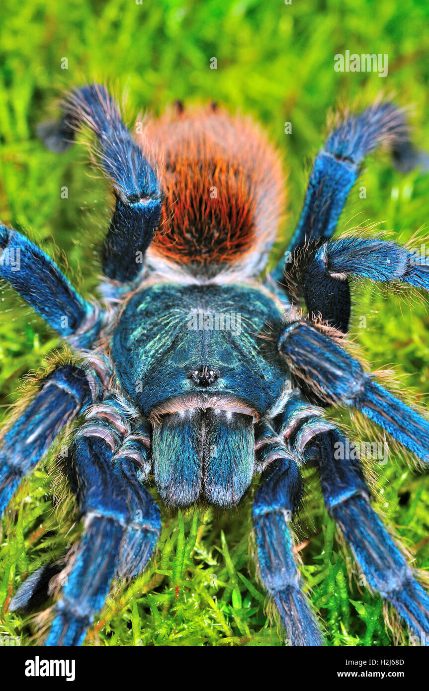 Greenbottle Chromatopelma Cyaneopubescens Tarantula (azul) Foto de stock
