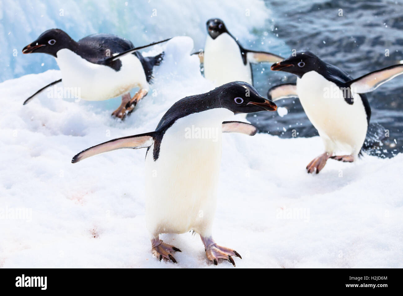 Varios pingüinos Adelie, regresando desde el agua, pop a la nieve, la Antártida Foto de stock
