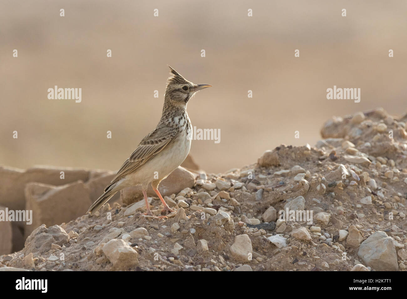 Solo Crested Lark Galerida cristatus en las rocas en un hábitat rocoso, Eilat, Israel Foto de stock
