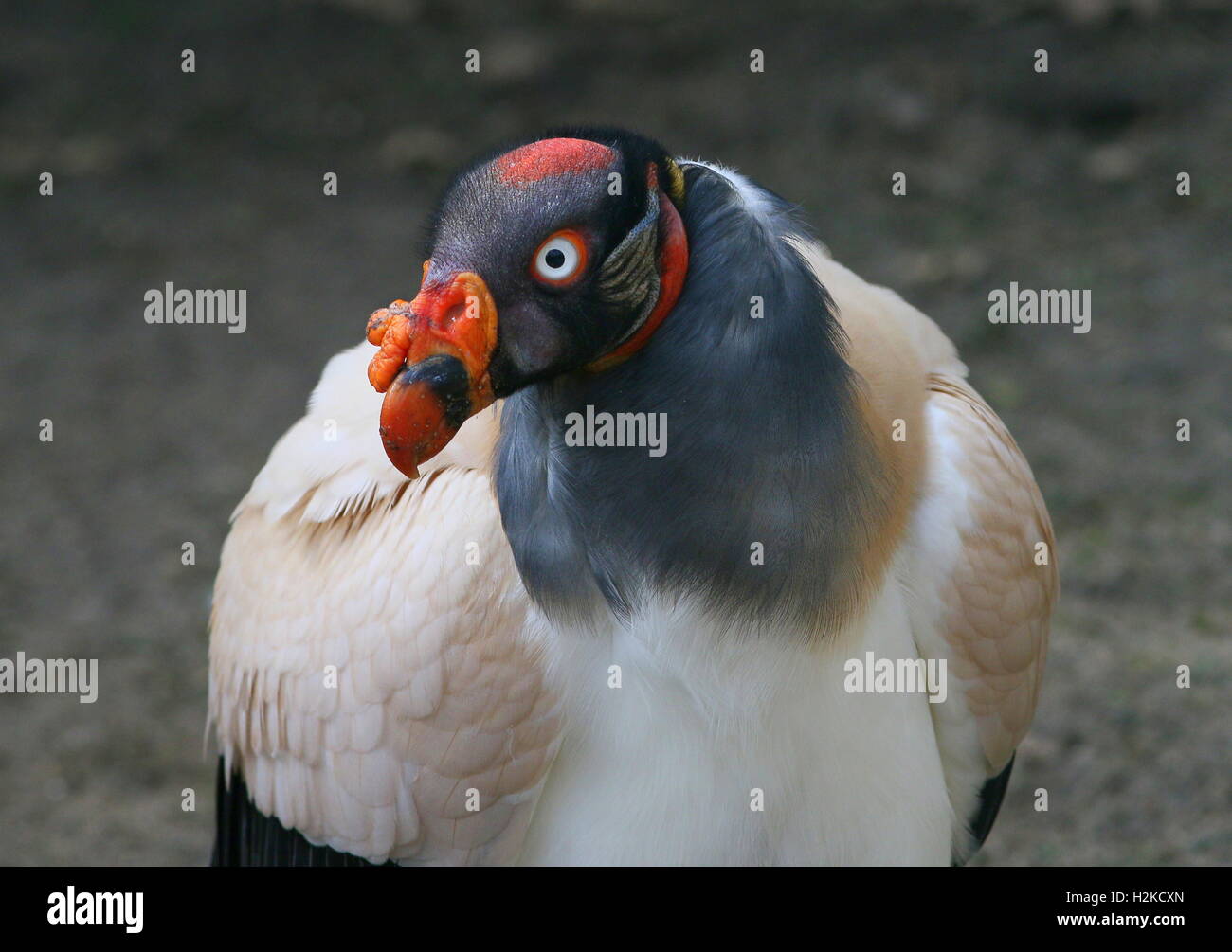 Macho maduro South American zopilote rey (Sarcoramphus papa) Foto de stock