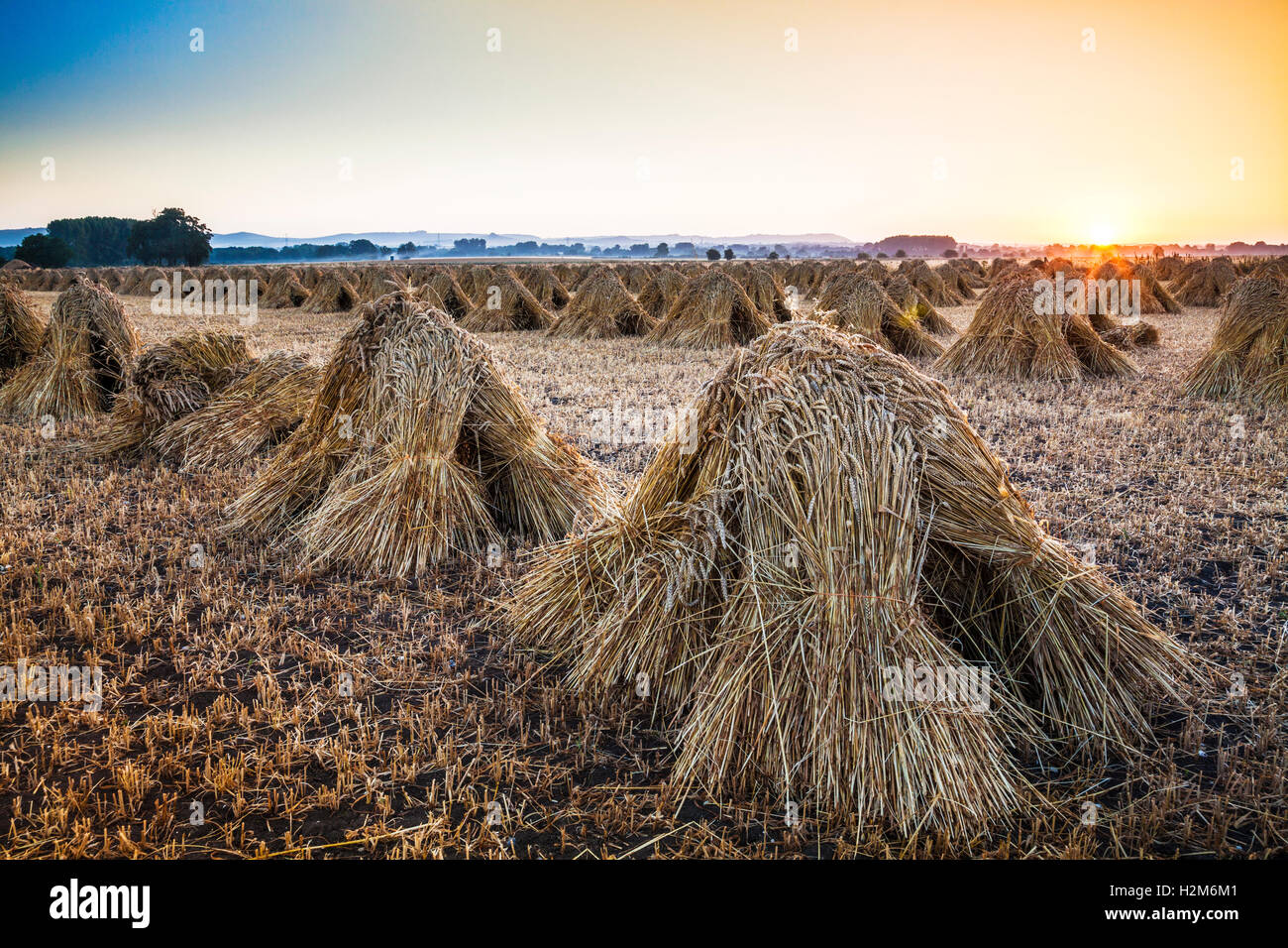 Stooks tradicional de trigo en un campo en Wiltshire, Inglaterra. Foto de stock