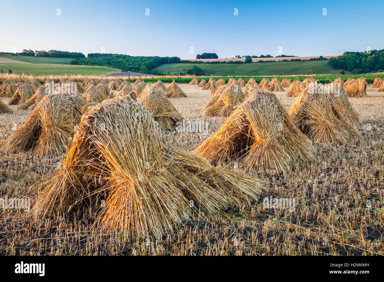 Stooks tradicional de trigo en un campo en Wiltshire, Inglaterra. Foto de stock