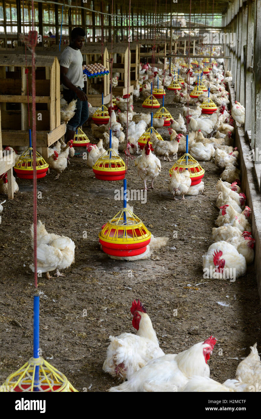 NIGERIA, Ibadan, Estado de Oyo, gallinero, mantenimiento de capa para la  producción del huevo de gallina /Legehennenhaltung fuer Eierproduktion  Fotografía de stock - Alamy