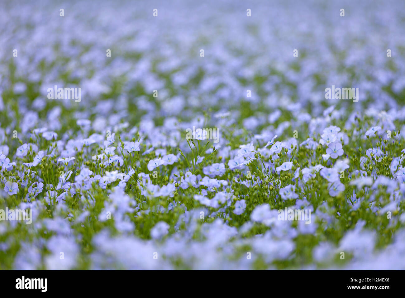 Campo de diminutas flores azules, Jardines perdidos de Heligan, Cornualles, en el REINO UNIDO Foto de stock