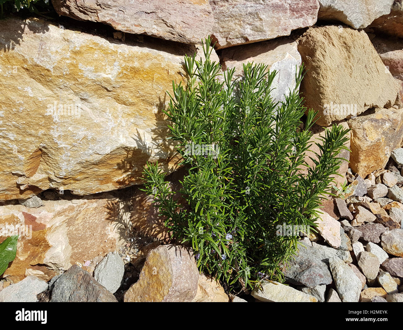 Rosmarin; Rosmarinus officinalis, Gewuerz, Heilpflanze Foto de stock