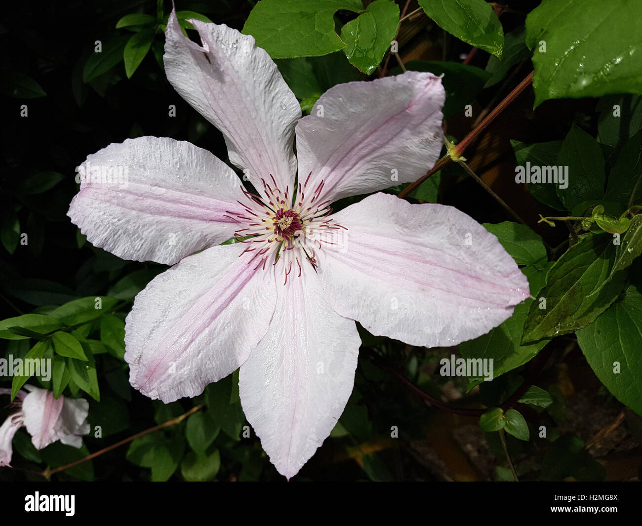 Clematis-Hybride, Mm. Le Coultre Foto de stock