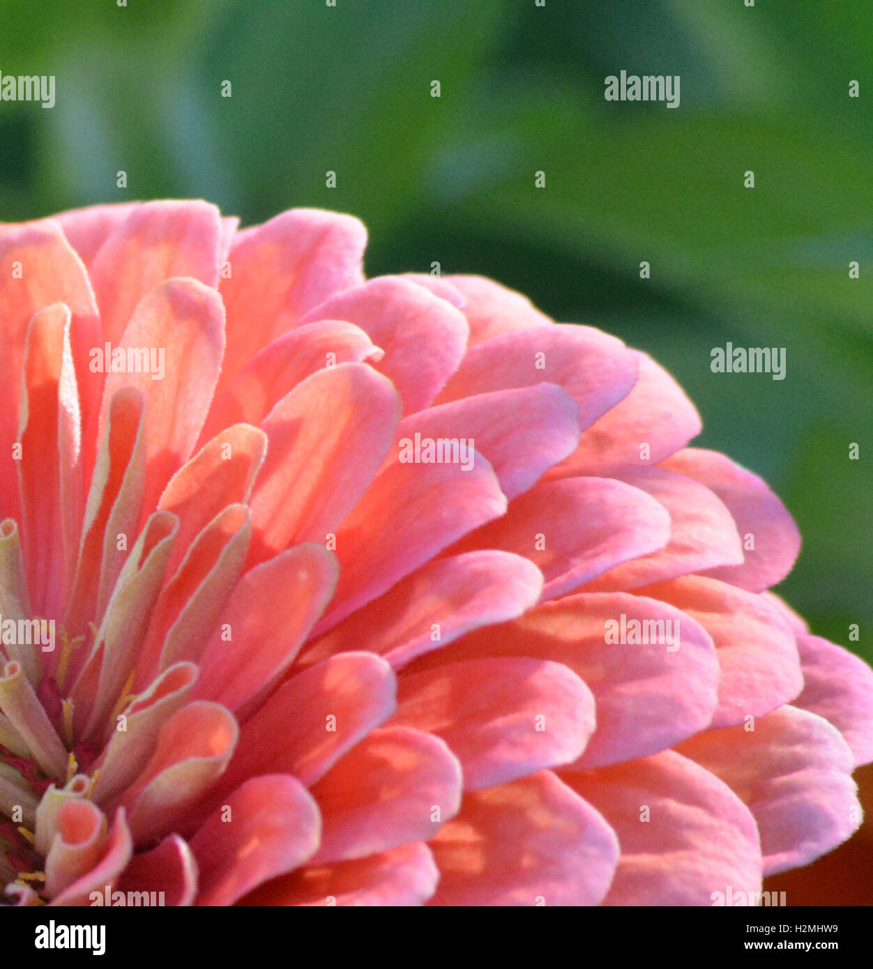 Close-up de color rosa salmón soleada zinnia pétalos de flores Foto de stock