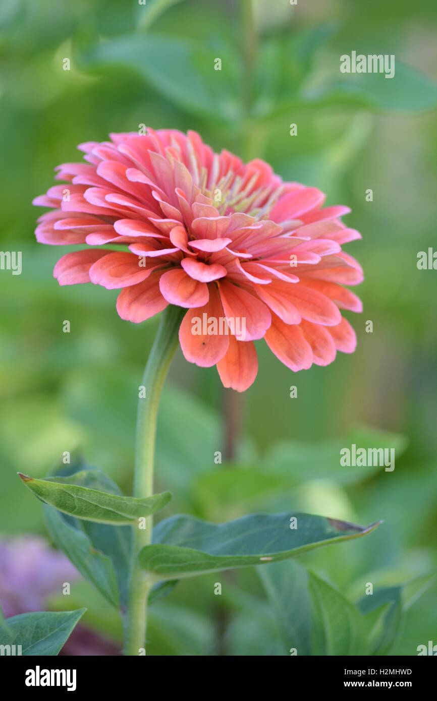 Solo rosa salmón zinnia flor, close-up Foto de stock