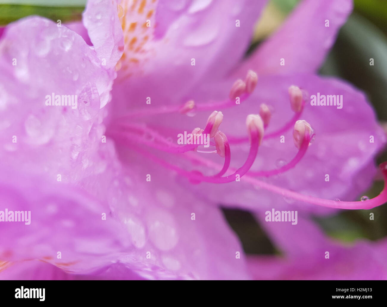 Tautropfen; Rhododendron; Wasser Foto de stock