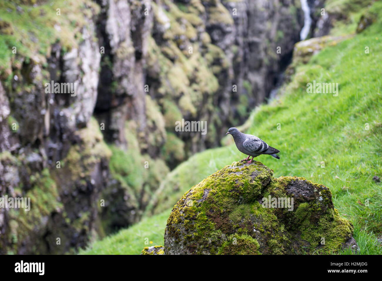 Rock pigeon, Columba livia en su ambiente natural en las Islas Faroe Foto de stock