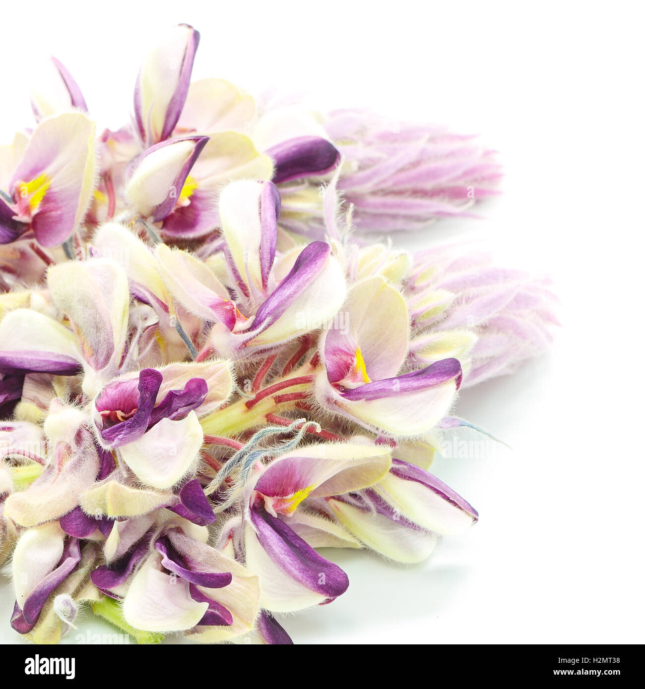 Afgekia mahidolae fotografías e imágenes de alta resolución Alamy