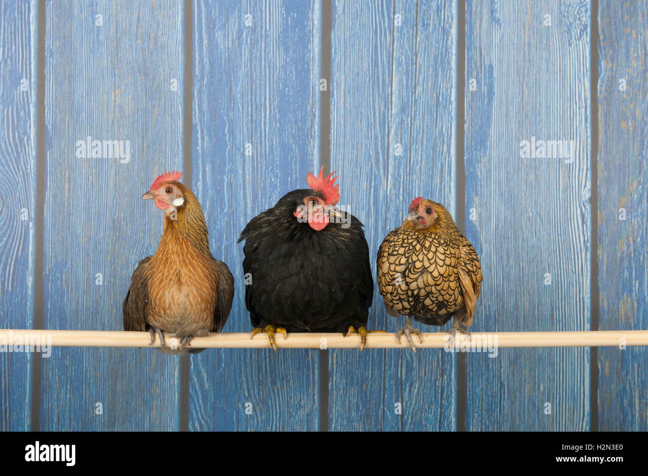 Los pollos en el gallinero Foto de stock