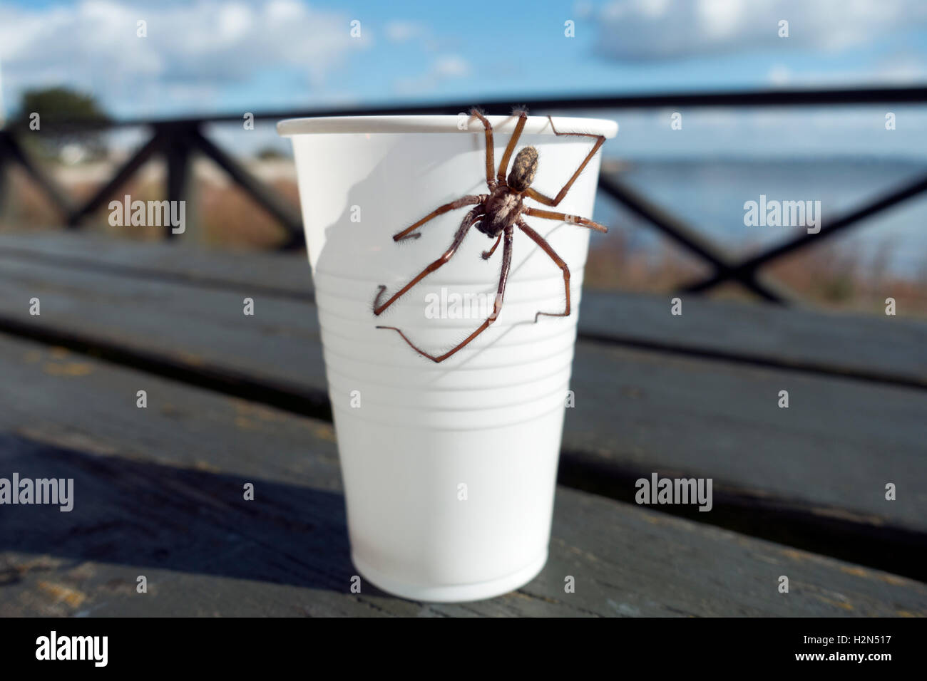 Una casa gigante araña, Eratigena atrica, calienta el sol en un vaso de papel. Lo que un café Mate. Mantiene su casa libre de insectos. Foto de stock