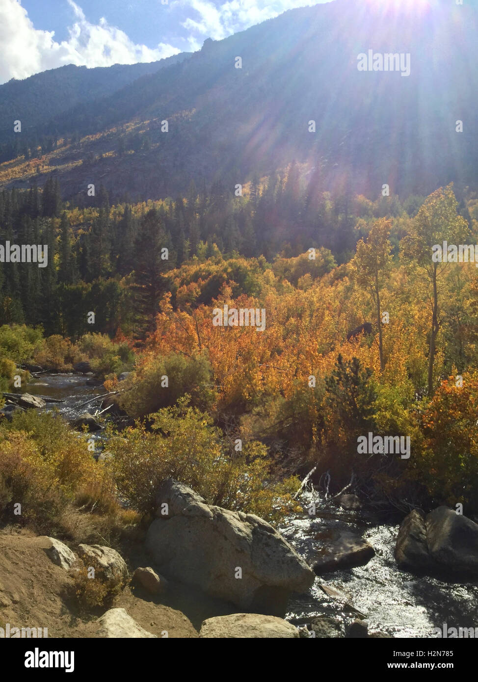 Colores de otoño junto Obispo creek encima de Bishop, California en la parte oriental de Sierra Nevada Foto de stock