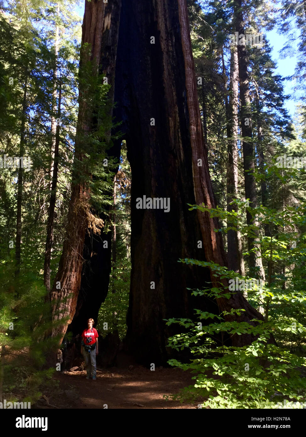 Un excursionista se sitúa delante de un árbol secoya gigante con una división en Calaveras Big Trees State Park, California Foto de stock