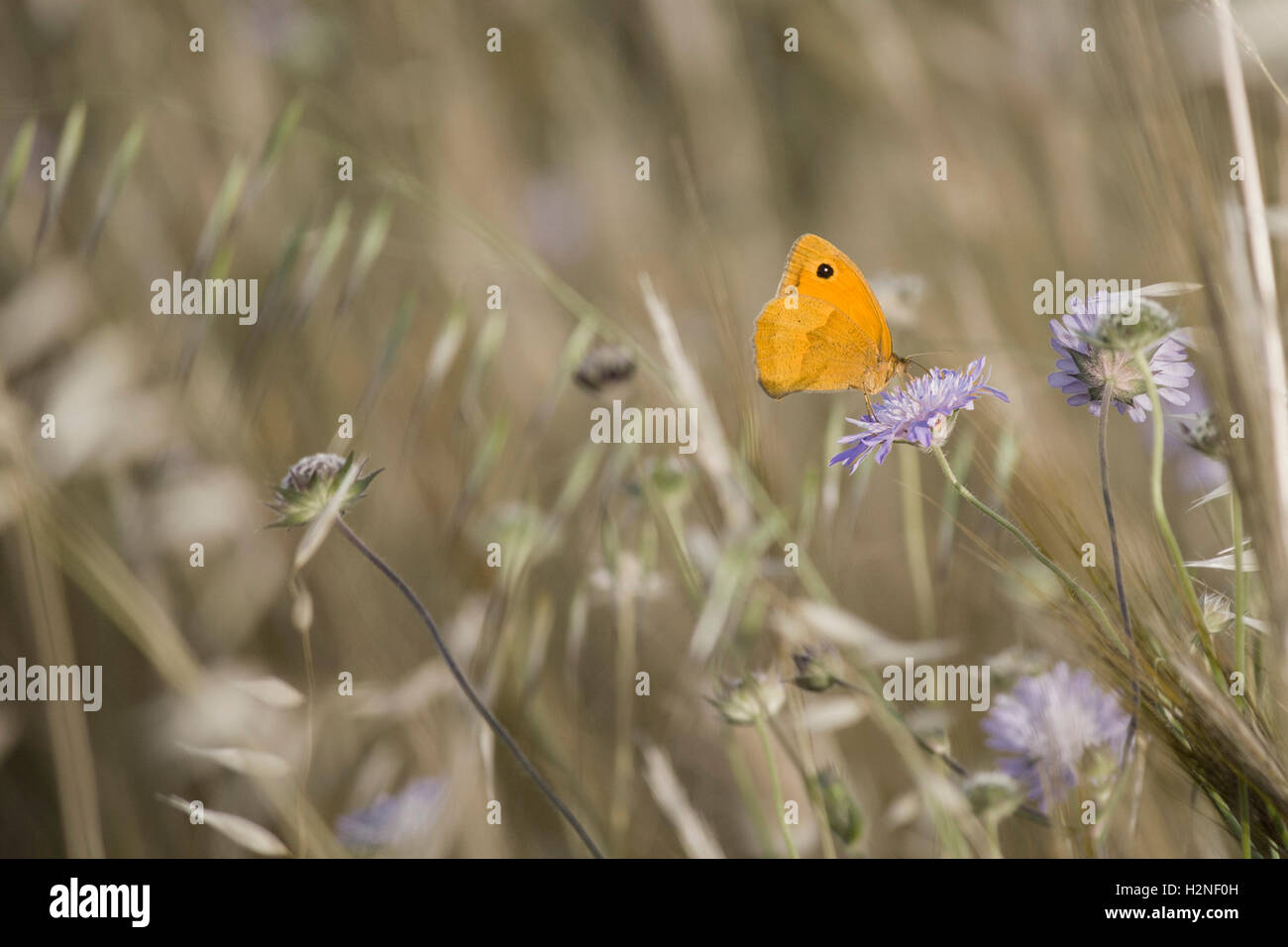 Mariposa amarilla en una flor morada en un prado de flores Foto de stock