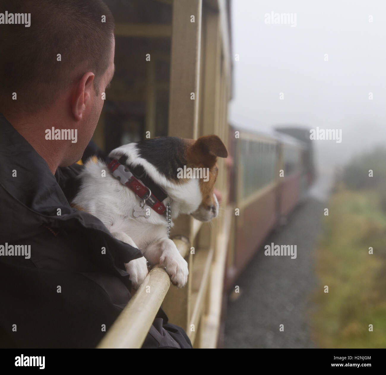 Welsh Highland Railway WHR North Wales - Rusty el perro Jack Russell disfruta de su paseo mirando hacia afuera desde el autobús abierto steam engine soft focus detrás Foto de stock