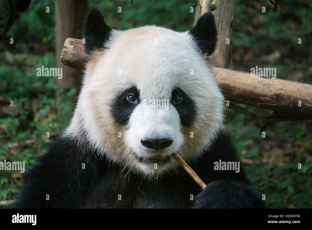 Panda gigante panda comiendo Foto de stock