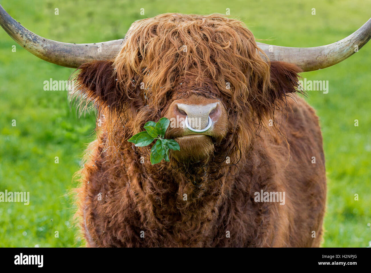 Versión sin filtrar de hojas masticar highland bull ganado con hierro, anillo de la nariz en un verde prado. Foto de stock