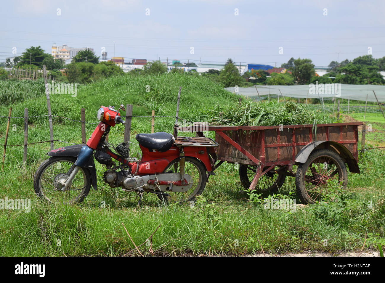 Moto transportar hierba en Vietnam countryide Foto de stock