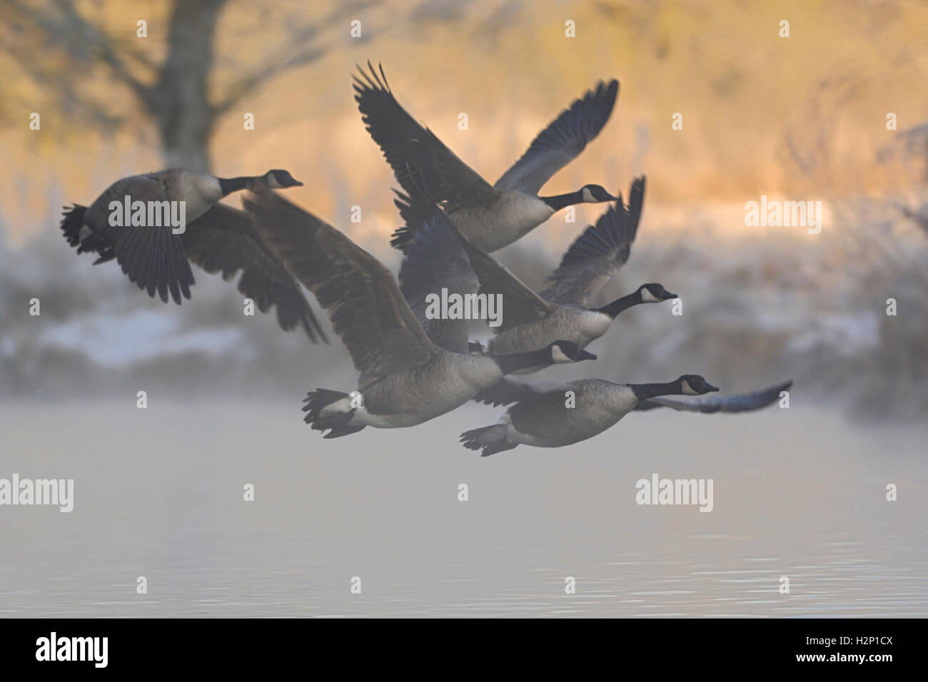 Gansos canadienses ( Branta canadensis ), grey en vuelo, dejando sus aguas, dormir temprano por la mañana de invierno, al amanecer. Foto de stock