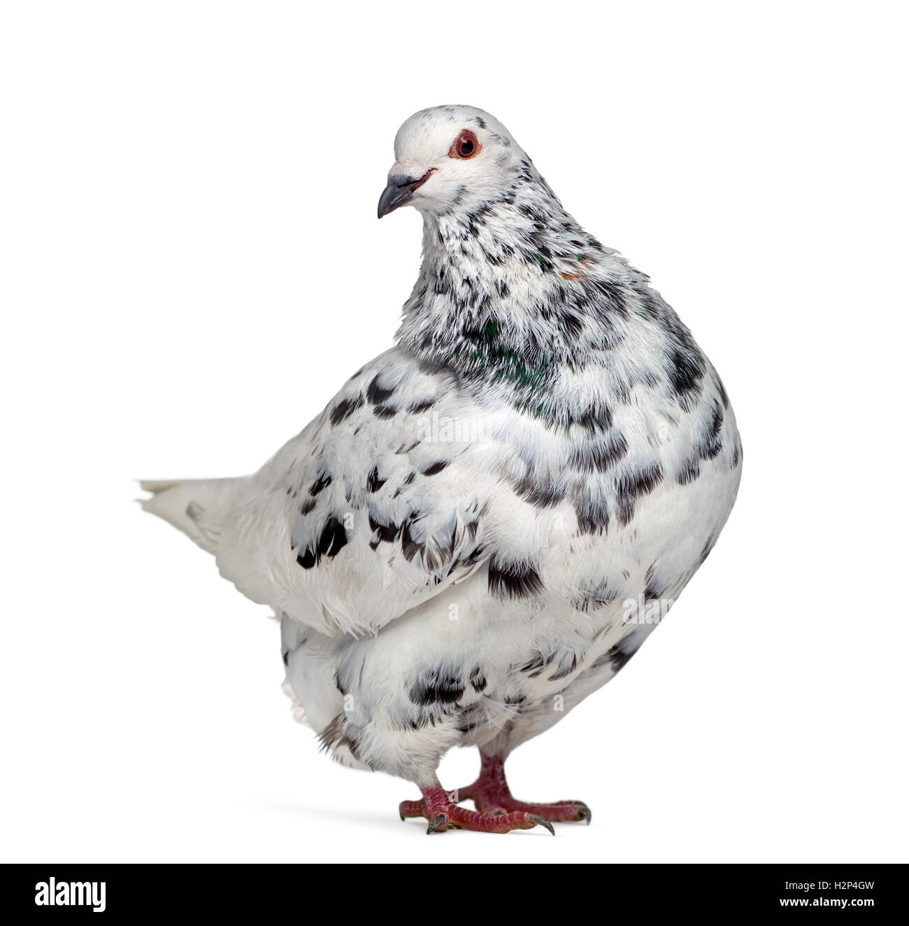 Vista lateral de un tejano pigeon interrogatorio aislado en blanco Foto de stock