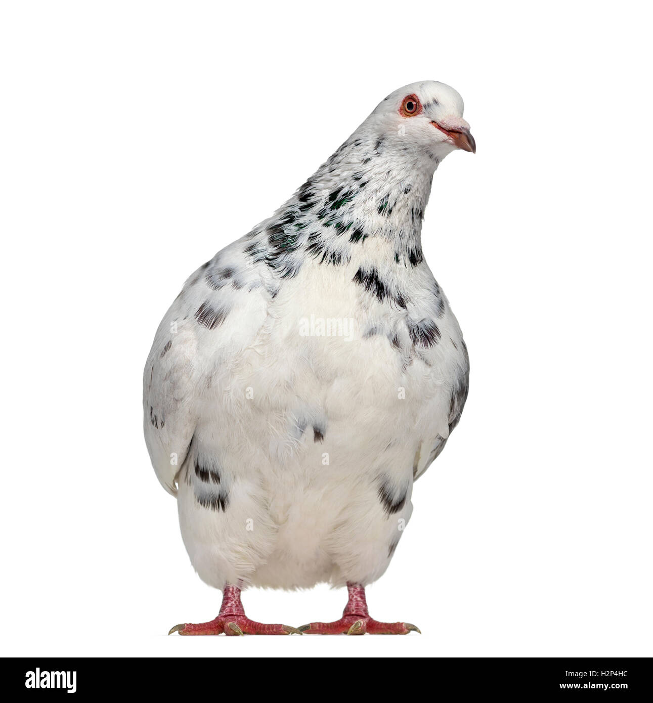 Vista frontal de un tejano pigeon interrogatorio aislado en blanco Foto de stock